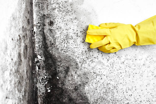 Best Mold Damage Repair  in Westfield Center, OH