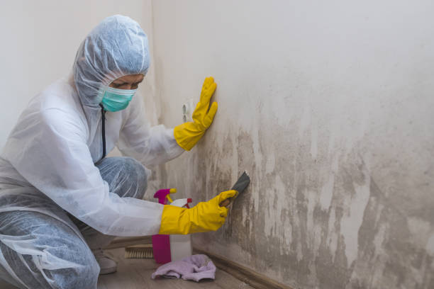 Home Mold Removal in Westfield Center, OH