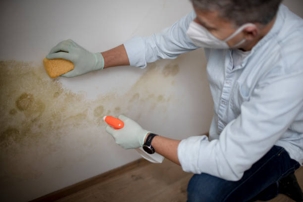 Attic Mold Removal in Westfield Center, OH