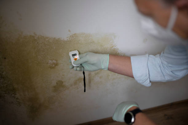 Best Emergency Mold Removal  in Westfield Center, OH