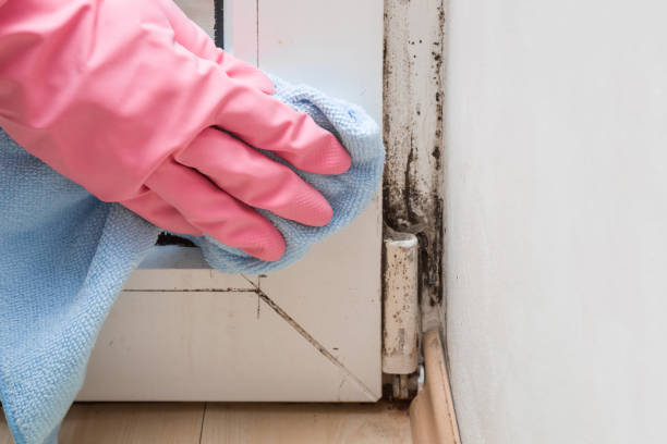 Mold Removal Process in Westfield Center, OH