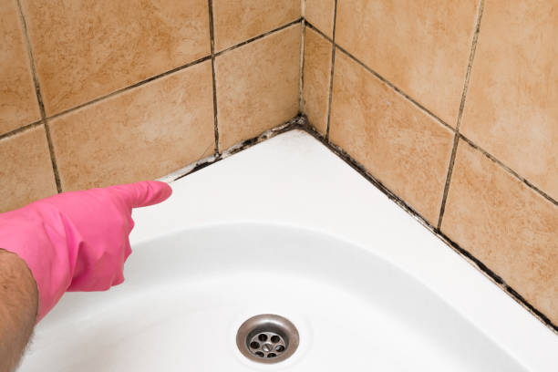 Best Office Mold Removal Services  in Westfield Center, OH